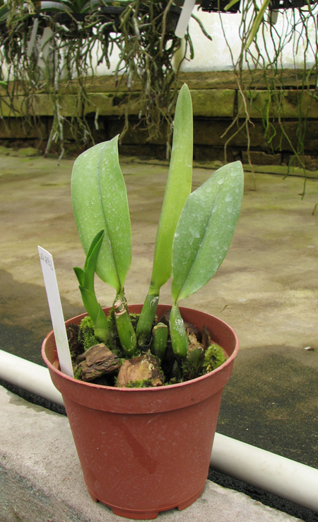 Brassoepidendrum Jim Wallace 'Leo'.jpg