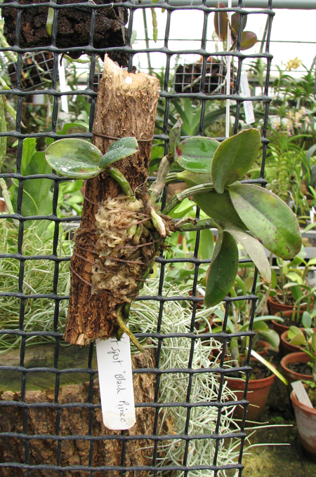 Cattleya Pradit Spot 'Black Prince'.jpg