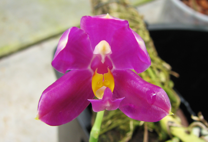 Phalaenopsis pulchra.jpg