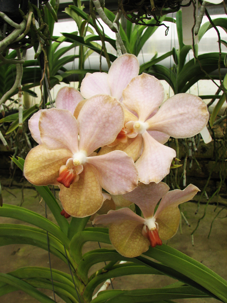 Vanda Rasri Gold x Vanda tessellata.jpg