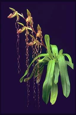 Paphiopedilum sanderianum.jpg