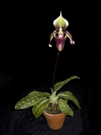 Paphiopedilum superbiens.jpg