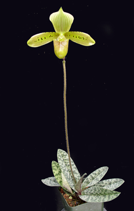 Paphiopedilum tonsum.jpg