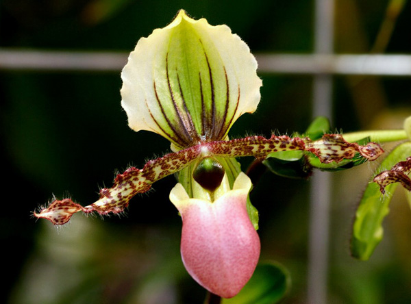 Paphiopedilum victoria-regina.jpg