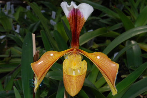 Paphiopedilum villosum.jpg