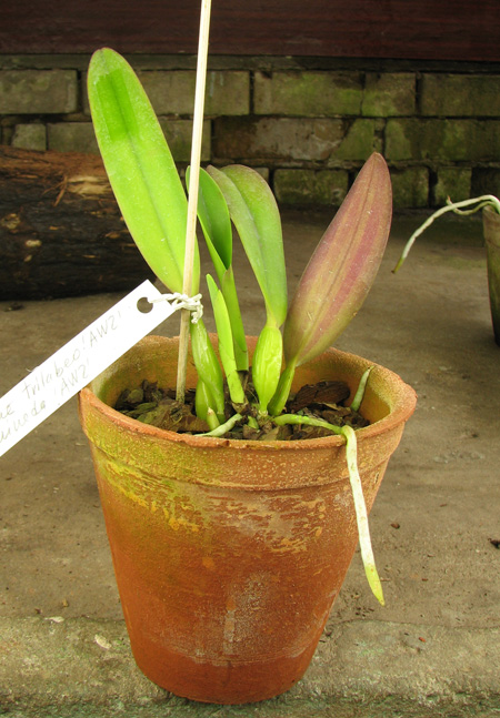 Cattleya trianae trilabelo 'AWZ' x Cattleya trianae aquinada 'AWZ'.jpg