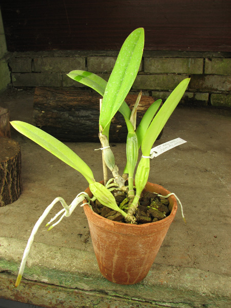 Cattleya trianae 'Fine Variety' x Cattleya trianae 'Oscura Posada' XXX.jpg