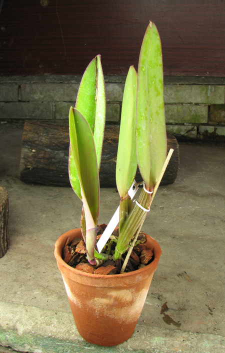 Cattleya labiata rubra 'Schuller' x Cattleya labiata rubra 'Deize'.jpg