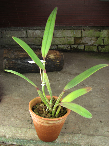 Cattleya lueddemanniana alba 'OMG' x Cattleya lueddemanniana coerulea 'Siquesique'.jpg