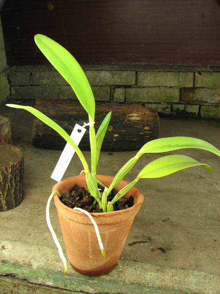 Cattleya lueddemanniana tipo 'Royal Flash' x Cattleya lueddemanniana tipo 'Drago'.jpg