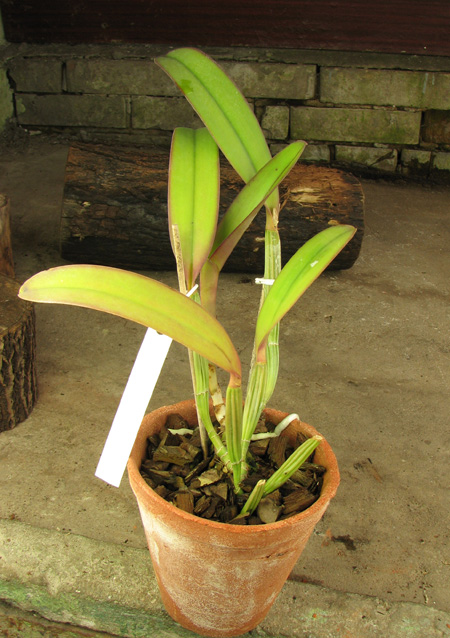 Cattleya lueddemanniana rubra 'Dark Giant' x Cattleya lueddemanniana escura 'Fennel IX'.jpg
