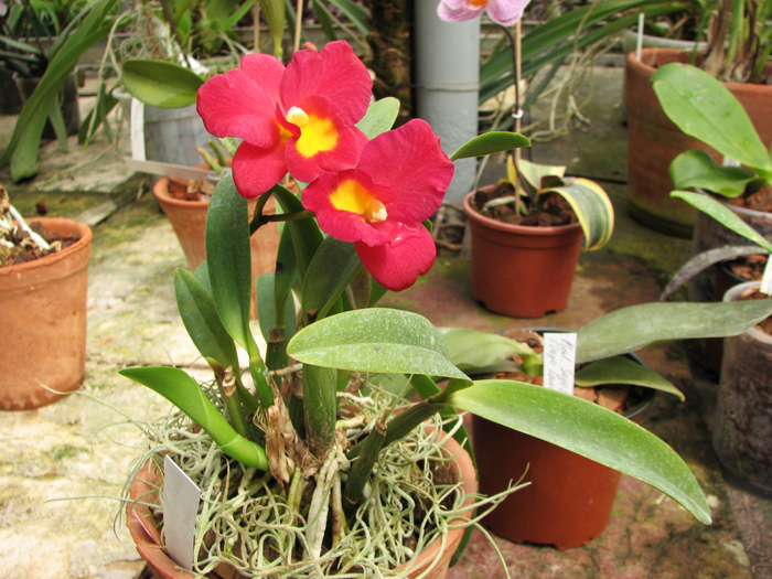 Hawkinsara Hsinying Why Not 'Long Life'.jpg