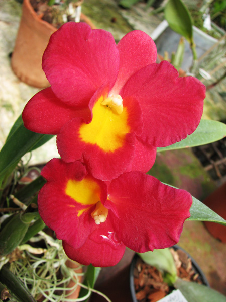 Hawkinsara Hsinying Why Not 'Long Life'.jpg