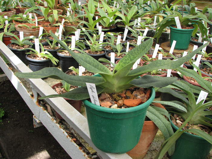 Paphiopedilum delenatii x hangianum.jpg
