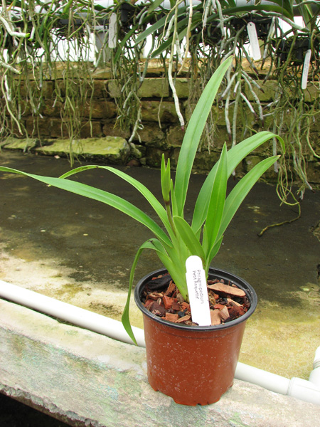 Phragmipedium Petit Anquette (pearcei x dalessandroi).jpg