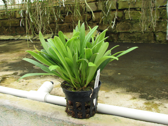 Masdevallia herradurae.jpg