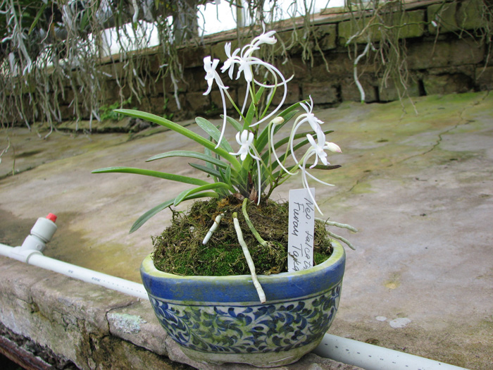 Neofinetia falcata Furan Takachiho.jpg