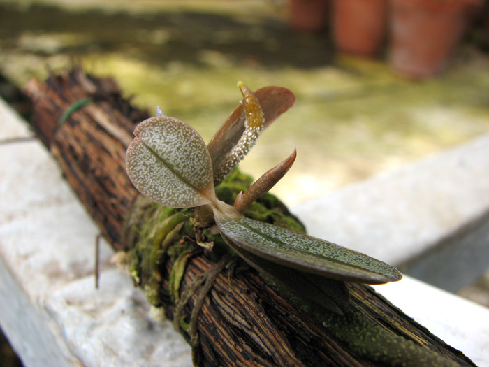 Aerangis punctata.jpg
