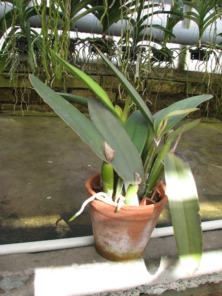 Cattleya maxima.jpg