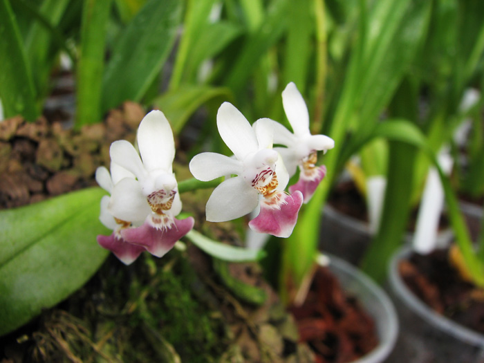 Phalaenopsis parishii.jpg