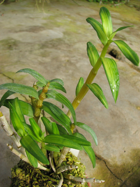 Dendrobium moniliforme Nikko-Den.jpg
