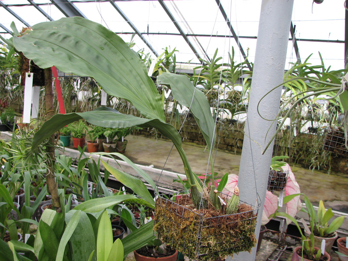 Stanhopea nigripes.jpg