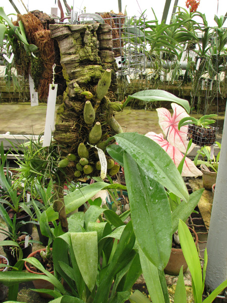 Bulbophyllum dearei.jpg