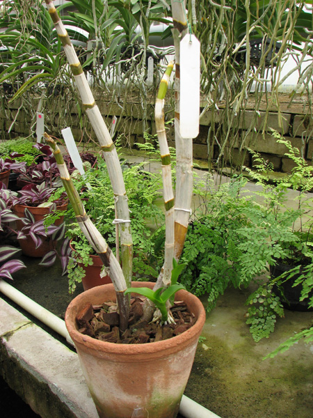 Dendrobium Aridang Green.jpg