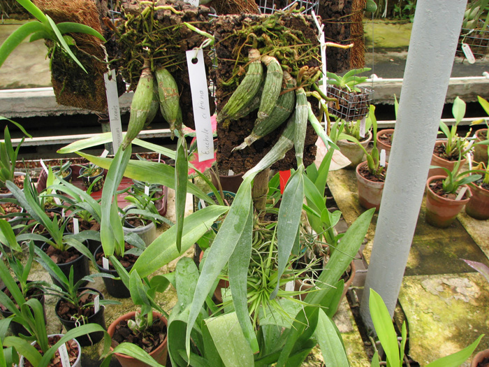 Фото миниатюрной орхидеи Euchile citrina