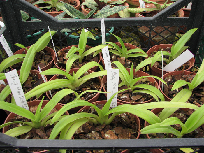 Красная орхидея Phragmipedium Memory Dick Clements (besseae x sargentianum) фото
