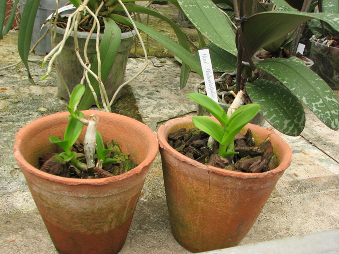 Dendrobium phalaenopsis hybr.jpg