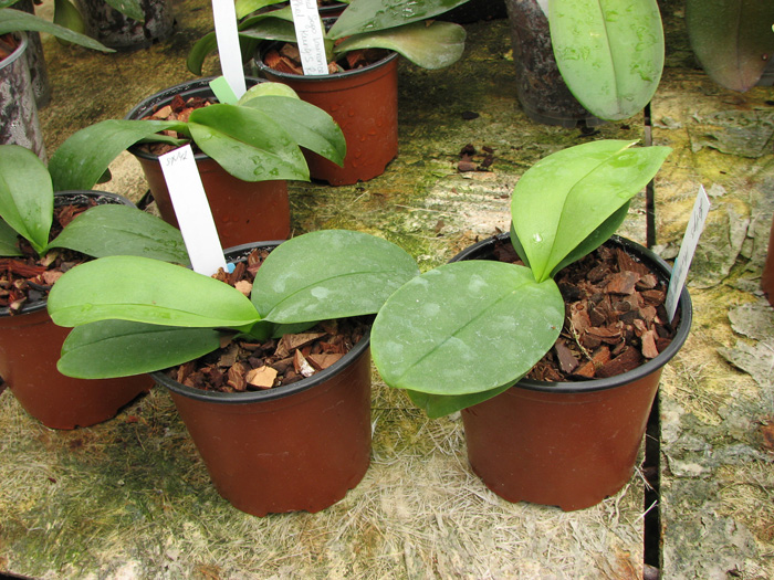 Орхидея Doritaenopsis Shining Leopard фото