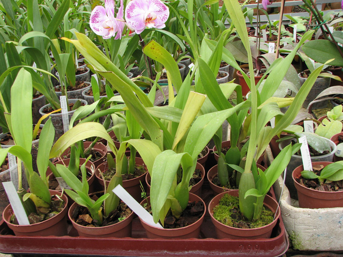 Межвидовой гибрид Encyclia fragrans x Encyclia cochleata фото орхидеи