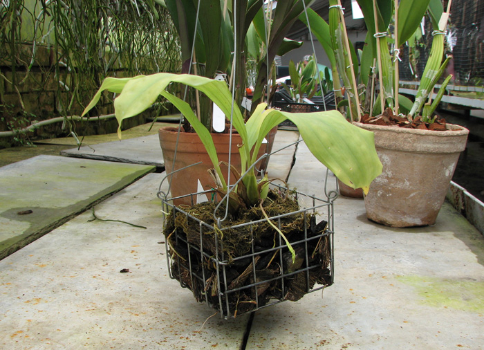 Gongora histrionica.JPG