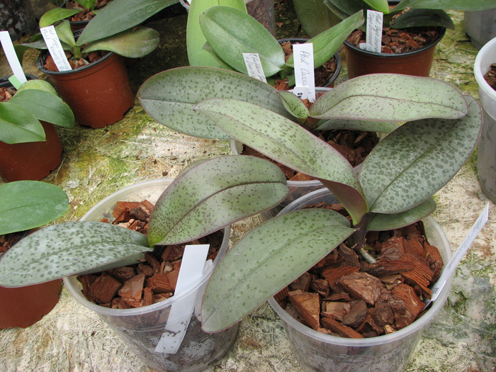 Пестролистный фаленопсис Phalaenopsis Cassandra (equestris x stuartiana) фото орхидеи