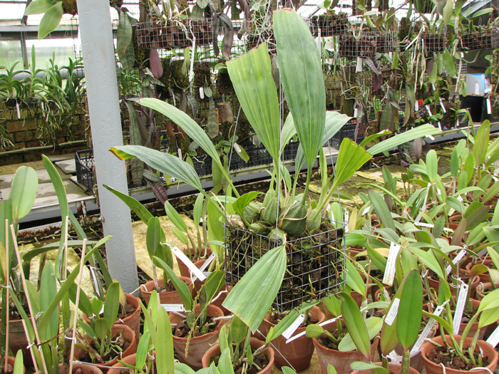 Фото орхидеи Cirrhaea loddigesii