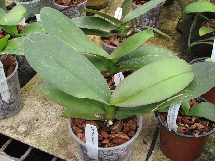 Фото орхидеи Phalaenopsis Sogo Yukidian 'V3' с цветоносами