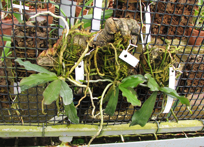 Миниатюрная ароматная орхидея Aerangis mystacidii x decaryana с цветоносами, фото