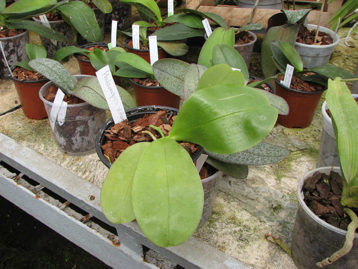 Ароматная орхидея Phalaenopsis violacea с цветоносом, фото