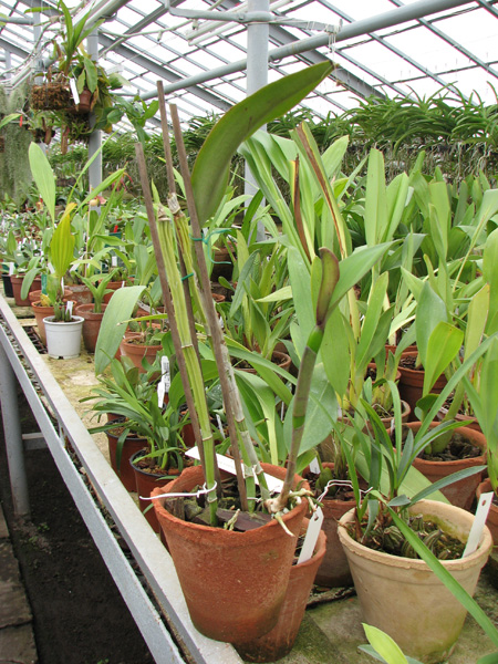 Cattleya walkeriana x Cattleya dolosa alba.jpg