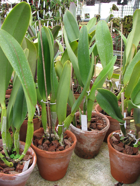 Фото орхидеи Brassolaeliocattleya Toshie Aoki 'Pizazz Subv OC' (Blc. Faye Miyamoto x Blc. Waianae Flare)