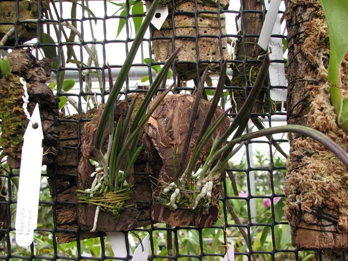 Фото орхидеи Brassavola nodosa - компактный тип. Орхидея получена от YihCheng.