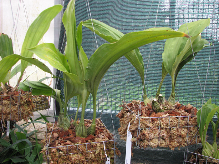 Фото орхидеи Stanhopea florida