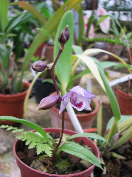 Фото миниатюрной орхидеи Acacallis cyanea x Paradisanthus micranthus с бутонами.