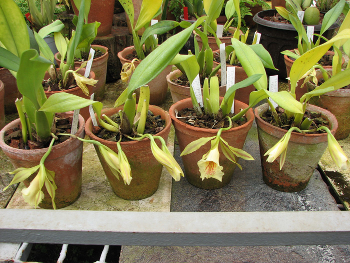 Фото расцветающих орхидей Trichopillia Senne Star (tortilis 'large' x turialbae 'alpha')