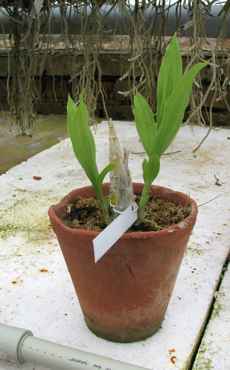 Фото орхидеи Catasetum Wedling = (pileatum x planiceps)x self