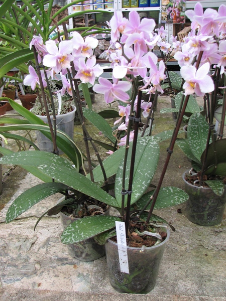 Фото орхидеи Phalaenopsis Philadelphia (schilleriana x stuartiana)