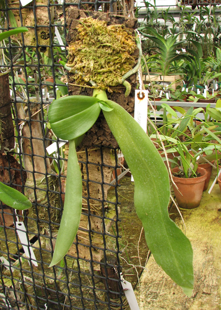 Орхидея Phalaenopsis Jade Gold (gigantea x venosa 'Red') фото