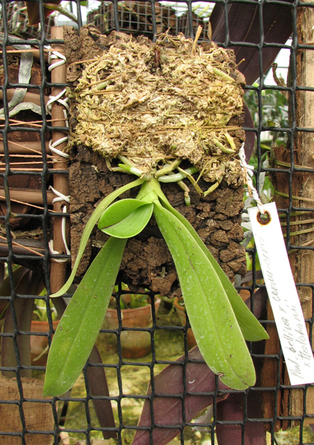 фото орхидеи Phalaenopsis bellina x cornu cervi thalebanii 'Dark Red'