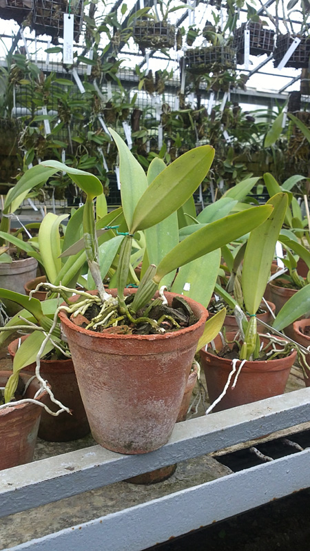 Cattleya lueddemanniana coerulea 'Lena' x Cattleya lueddemanniana coerulea 'Celeste'.jpg